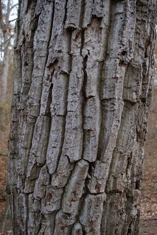Chestnut Oak Tree (Quercus Prinus) - 1 Gallon Pot 10 Chestnut Oak Tree (Quercus Prinus) - 1 Gallon Pot - Image 8
