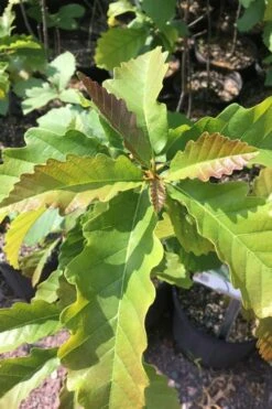 Chestnut Oak Tree (Quercus Prinus) - 1 Gallon Pot 13 Chestnut Oak Tree (Quercus Prinus) - 1 Gallon Pot -Plant Shop qurcus prinus northern chestnut oak 1