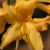 Appalachian Gold Aromi Azalea (Rhododendron Hybrid) - 3 Gallon Pot 2 Appalachian Gold Aromi Azalea (Rhododendron Hybrid) - 3 Gallon Pot -Plant Shop rhododendron appalachian gold azalea 100