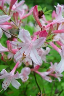 Coastal Azalea (Rhododendron Atlanticum) - 3 Gallon Pot