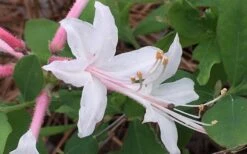 Coastal Azalea (Rhododendron Atlanticum) - 3 Gallon Pot -Plant Shop rhododendron atlanticum coastal azalea 8