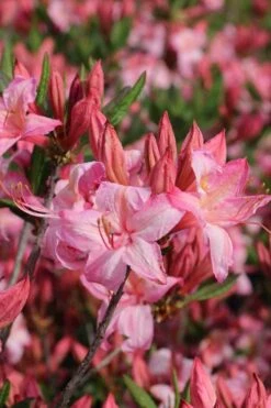Candy Lights Cold Hardy Azalea (Rhododendron) - 3 Gallon Pot -Plant Shop rhododendron candy lights azalea 10