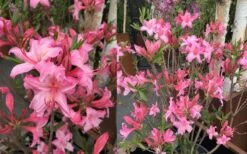 Candy Lights Cold Hardy Azalea (Rhododendron) - 3 Gallon Pot -Plant Shop rhododendron candy lights azalea 11