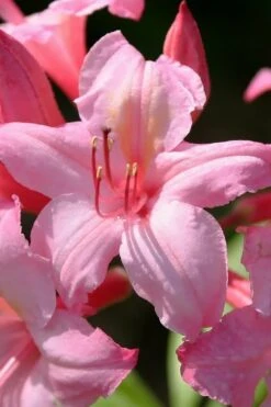 Candy Lights Cold Hardy Azalea (Rhododendron) - 3 Gallon Pot -Plant Shop rhododendron candy lights azalea 7