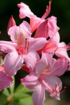 Candy Lights Cold Hardy Azalea (Rhododendron) - 3 Gallon Pot