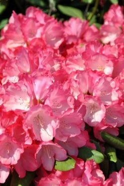 Fantastica Rhododendron - 5 Gallon Pot -Plant Shop rhododendron fantastica 1