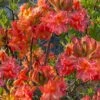 Father Ryan Oconee Native Azalea - 3 Gallon Pot 2 Father Ryan Oconee Native Azalea - 3 Gallon Pot -Plant Shop rhododendron flammeum father ryan 6