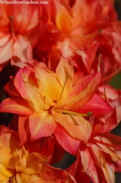 Father Ryan Oconee Native Azalea - 3 Gallon Pot -Plant Shop rhododendron flammeum father ryan 7