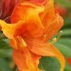 Golden Eagle Azalea (Rhododendron) - 3 Gallon Pot -Plant Shop rhododendron golden eagle azalea 2
