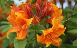 Golden Eagle Azalea (Rhododendron) - 3 Gallon Pot -Plant Shop rhododendron golden eagle azalea 5