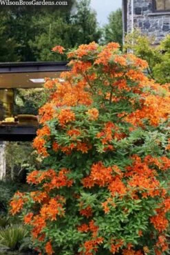 Golden Eagle Azalea (Rhododendron) - 3 Gallon Pot -Plant Shop rhododendron golden eagle azalea 7