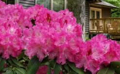 Holden Rhododendron - 1 Gallon Pot -Plant Shop rhododendron holden 10