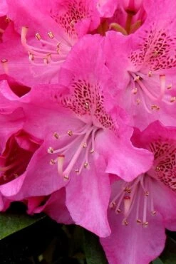 Holden Rhododendron - 1 Gallon Pot -Plant Shop rhododendron holden 11