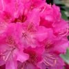Holden Rhododendron - 1 Gallon Pot -Plant Shop rhododendron holden 12