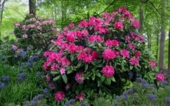 Holden Rhododendron - 1 Gallon Pot -Plant Shop rhododendron holden 20