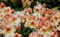 Marylou Rhododendron - 5 Gallon Pot -Plant Shop rhododendron marylou 1