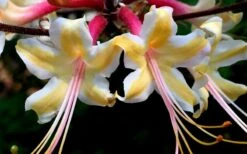 Millie Mac Native Azalea (Rhododendron) - 3 Gallon Pot -Plant Shop rhododendron millie mac native azalea 15