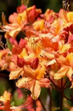 Tallulah Sunrise Native Azalea (Rhododendron) - 3 Gallon Pot -Plant Shop rhododendron tallulah sunrise native azalea 101