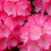 Fantastica Rhododendron - 5 Gallon Pot 1 Fantastica Rhododendron - 5 Gallon Pot -Plant Shop rhododendron yakushimanum fantastica 5