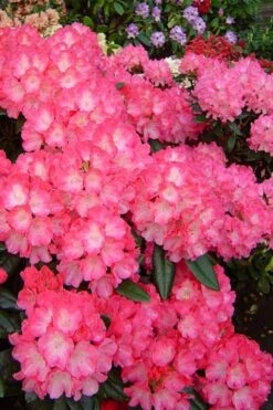 Fantastica Rhododendron - 5 Gallon Pot -Plant Shop rhododendron yakushimanum fantastica 7