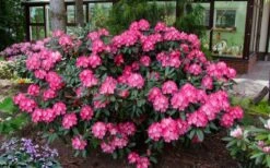 Fantastica Rhododendron - 5 Gallon Pot -Plant Shop rhododendron yakushimanum fantastica 8