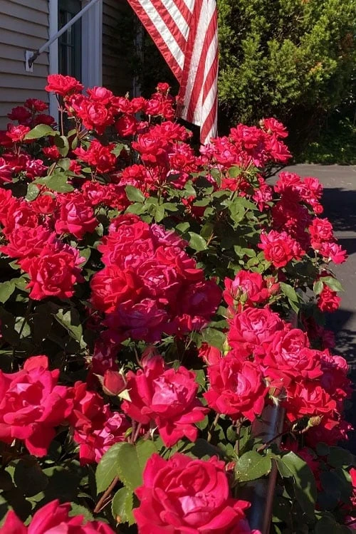 Red Double Knock Out Rose - 5 Gallon Pot 8 Red Double Knock Out Rose - 5 Gallon Pot - Image 6
