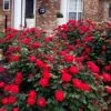 Red Double Knock Out Rose - 5 Gallon Pot -Plant Shop rosa double red knock out rose 107