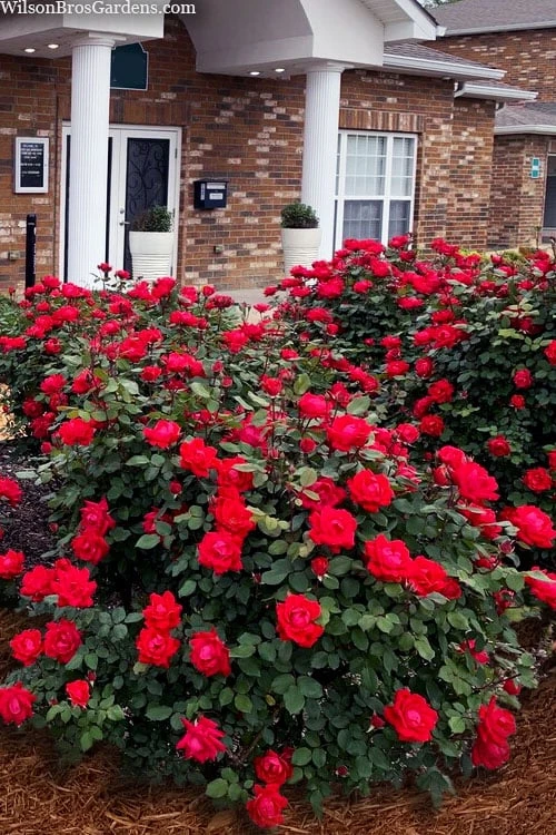 Red Double Knock Out Rose - 5 Gallon Pot 3 Red Double Knock Out Rose - 5 Gallon Pot