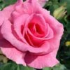 Brindabella Pink Princess Shrub Rose - 2 Gallon Pot 2 Brindabella Pink Princess Shrub Rose - 2 Gallon Pot -Plant Shop rosa pink princess brindabella shrub rose 2