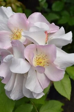 Sally Holmes Climbing Rose - 5 Gallon Pot -Plant Shop rosa sally holmes climbing rose 9