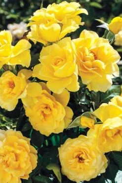 Sparkle & Shine Yellow Tree Rose - 7 Gallon Pot 13 Sparkle & Shine Yellow Tree Rose - 7 Gallon Pot -Plant Shop rosa sparkle and shine tree rose 1