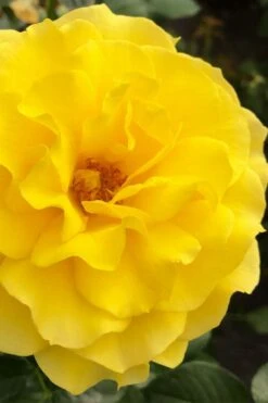 Sparkle & Shine Yellow Tree Rose - 7 Gallon Pot 12 Sparkle & Shine Yellow Tree Rose - 7 Gallon Pot -Plant Shop rosa sparkle and shine tree rose 4