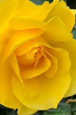 Sparkle & Shine Yellow Tree Rose - 7 Gallon Pot 11 Sparkle & Shine Yellow Tree Rose - 7 Gallon Pot -Plant Shop rosa sparkle and shine tree rose 5