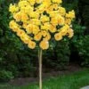 Sparkle & Shine Yellow Tree Rose - 7 Gallon Pot -Plant Shop rosa sparkle and shine tree rose 7