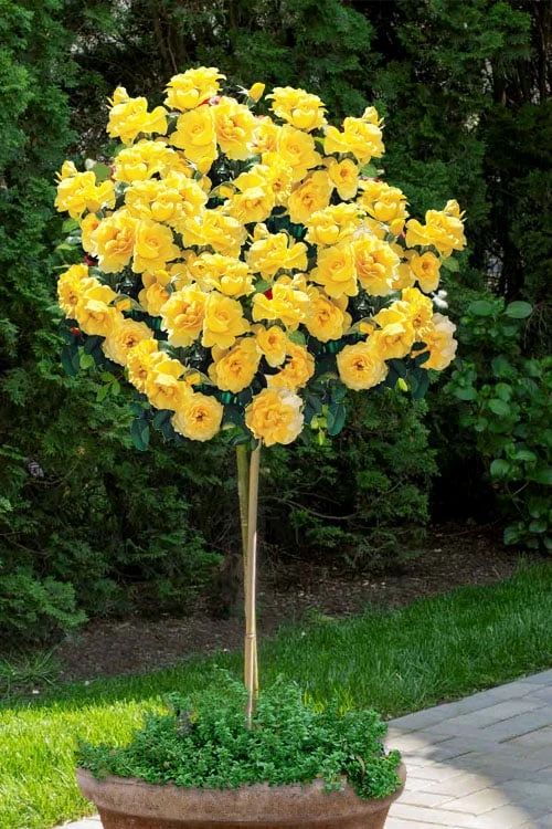 Sparkle & Shine Yellow Tree Rose - 7 Gallon Pot 3 Sparkle & Shine Yellow Tree Rose - 7 Gallon Pot