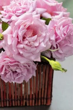 Belinda's Dream Shrub Rose - 3 Gallon Pot -Plant Shop rose belindas dream 13