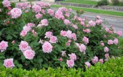 Belinda's Dream Shrub Rose - 3 Gallon Pot -Plant Shop rose belindas dream 7