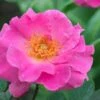 Brindabella First Lady Shrub Rose - 3 Gallon Pot -Plant Shop rose brindabella first lady 1