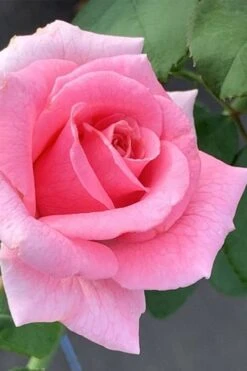 Brindabella Pink Princess Shrub Rose - 2 Gallon Pot -Plant Shop rose brindabella pink princess 2