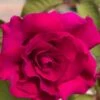 Brindabella Red Empress Shrub Rose - 3 Gallon Pot -Plant Shop rose brindabella red empress 10