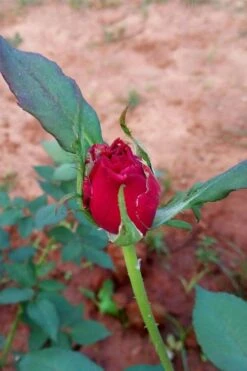 Brindabella Red Empress Shrub Rose - 3 Gallon Pot -Plant Shop rose brindabella red empress 12