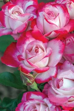 Candy Cane Cocktail Floribunda Rose - 3 Gallon Pot -Plant Shop rose candy cane cocktail 2