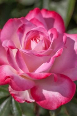 Candy Cane Cocktail Floribunda Rose - 3 Gallon Pot -Plant Shop rose candy cane cocktail 4