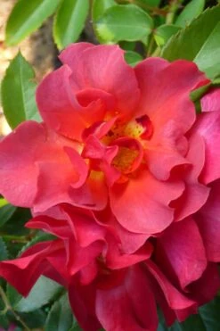 Cinco De Mayo Rose - 3 Gallon Pot -Plant Shop rose cinco de mayo 21