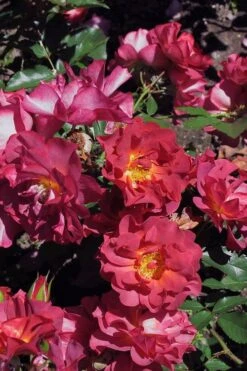 Cinco De Mayo Rose - 3 Gallon Pot -Plant Shop rose cinco de mayo 22