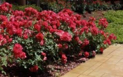 Cinco De Mayo Rose - 3 Gallon Pot -Plant Shop rose cinco de mayo 26