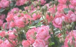 The Georgia Peach Shrub Rose - 1 Gallon Pot -Plant Shop rose georgia peach 11