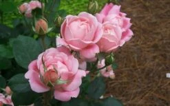 The Georgia Peach Shrub Rose - 1 Gallon Pot -Plant Shop rose georgia peach shrub 2