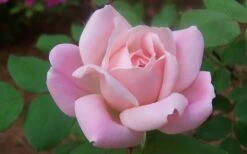 The Georgia Peach Shrub Rose - 1 Gallon Pot -Plant Shop rose georgia peach shrub