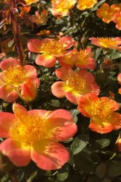 Oso Easy 'Hot Paprika' Rose - 3 Gallon Pot -Plant Shop rose hot paprika 4